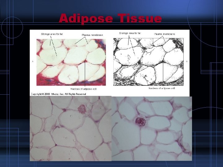 Adipose Tissue 
