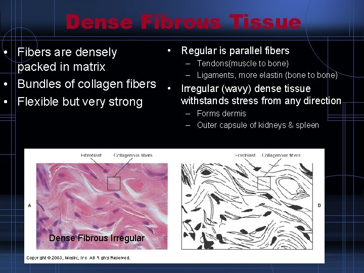 Dense Fibrous Tissue • Regular is parallel fibers • Fibers are densely – Tendons(muscle