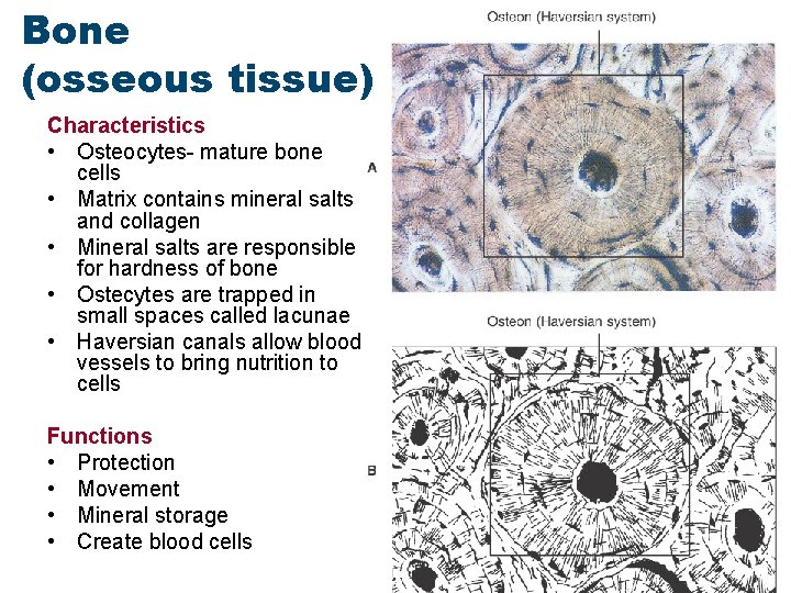 Bone (osseous tissue) Characteristics • Osteocytes- mature bone cells • Matrix contains mineral salts
