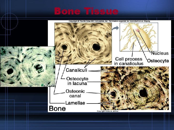 Bone Tissue 