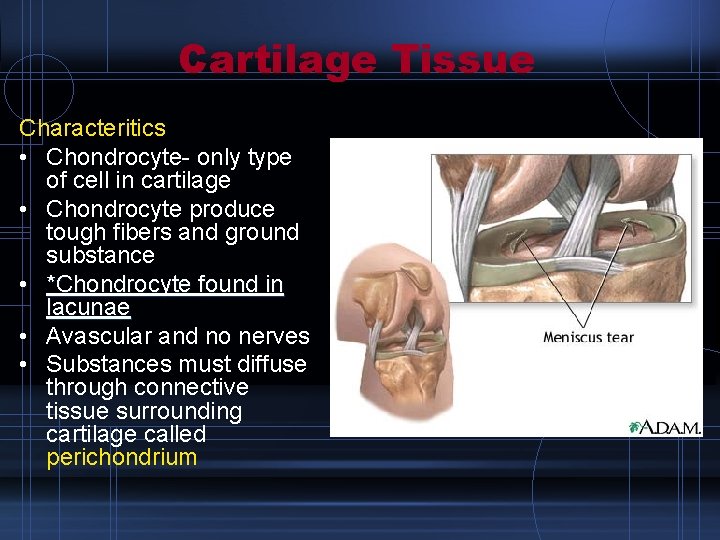 Cartilage Tissue Characteritics • Chondrocyte- only type of cell in cartilage • Chondrocyte produce