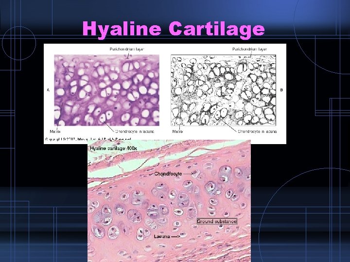 Hyaline Cartilage 