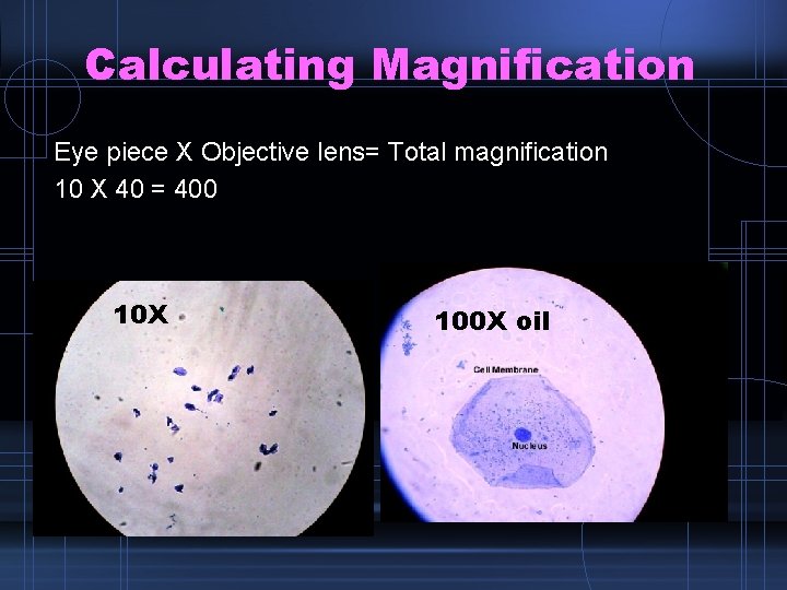 Calculating Magnification Eye piece X Objective lens= Total magnification 10 X 40 = 400