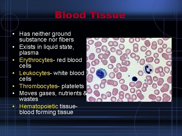 Blood Tissue • Has neither ground substance nor fibers • Exists in liquid state,
