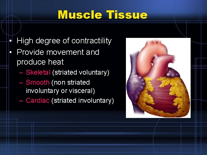 Muscle Tissue • High degree of contractility • Provide movement and produce heat –