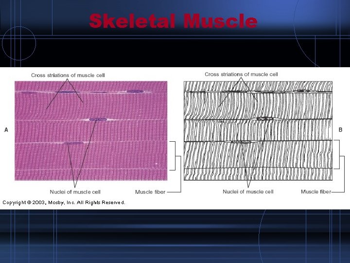 Skeletal Muscle 