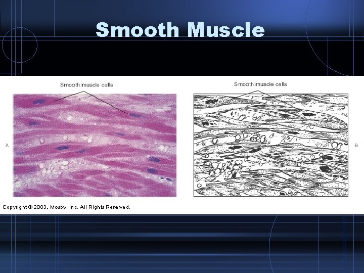 Smooth Muscle 