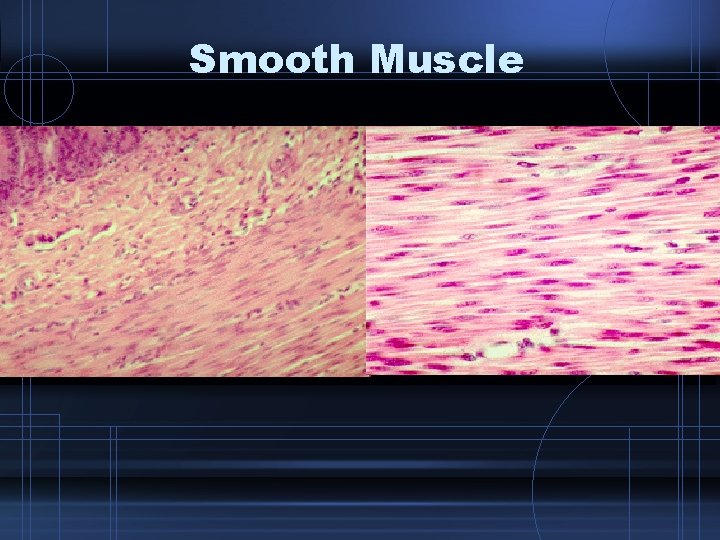 Smooth Muscle 