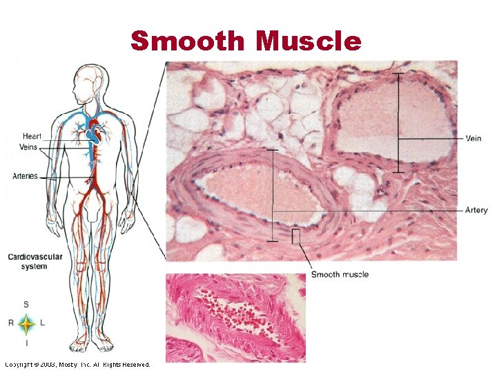 Smooth Muscle 