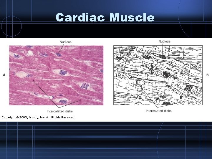 Cardiac Muscle 