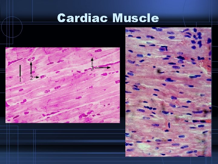 Cardiac Muscle 