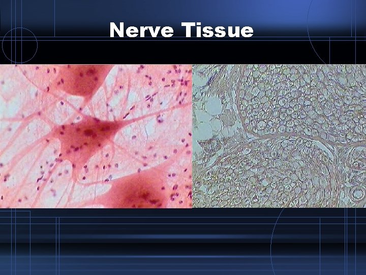 Nerve Tissue 