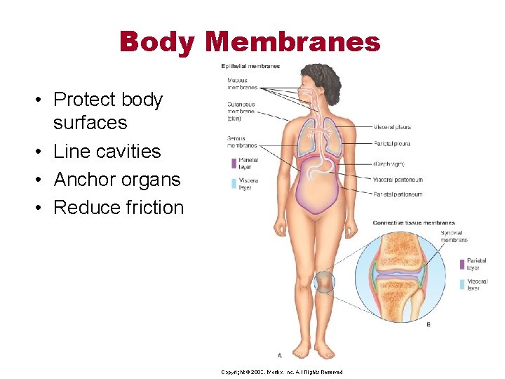 Body Membranes • Protect body surfaces • Line cavities • Anchor organs • Reduce