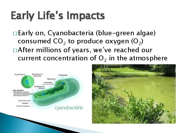 Early Life’s Impacts � Early on, Cyanobacteria (blue-green algae) consumed CO 2 to produce