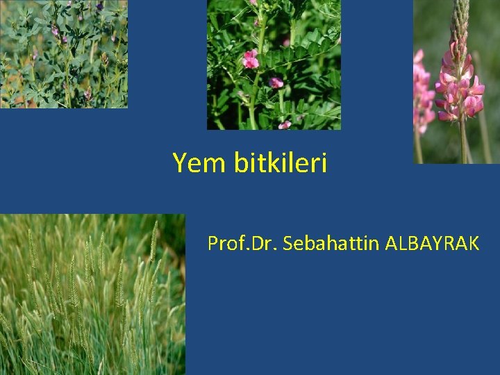 Yem bitkileri Prof. Dr. Sebahattin ALBAYRAK 