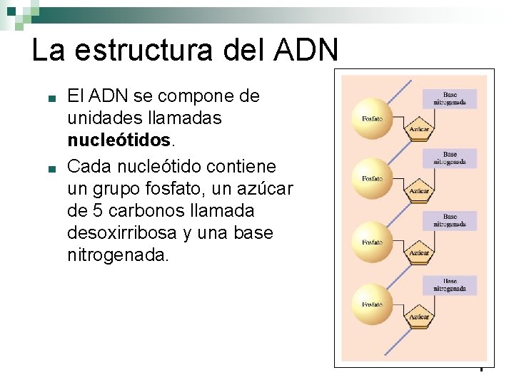 La estructura del ADN ■ ■ El ADN se compone de unidades llamadas nucleótidos.