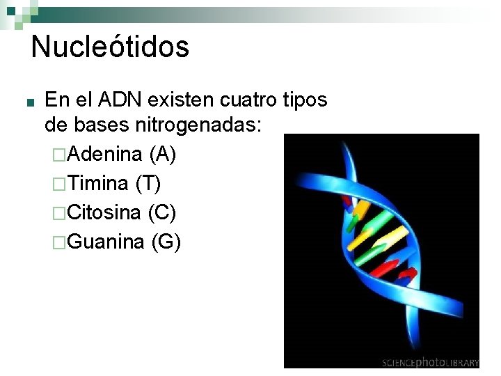 Nucleótidos ■ En el ADN existen cuatro tipos de bases nitrogenadas: �Adenina (A) �Timina