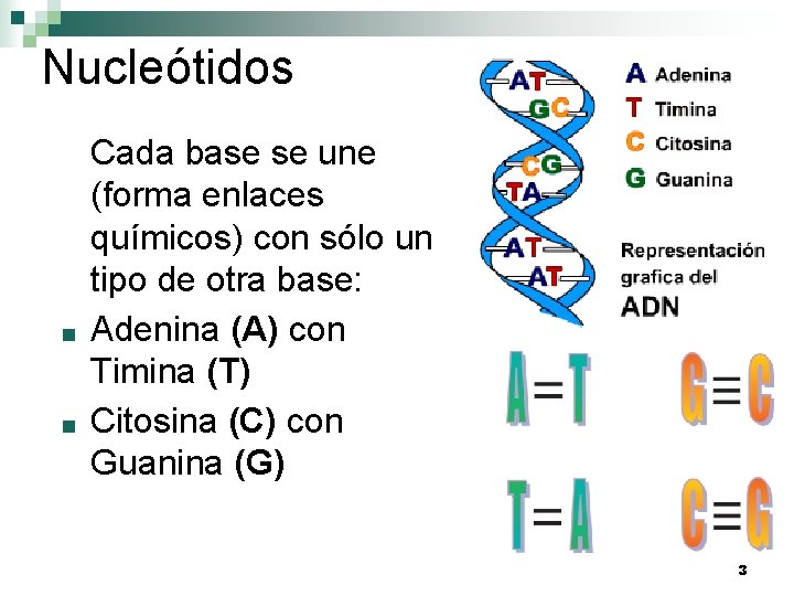 Nucleótidos ■ ■ Cada base se une (forma enlaces químicos) con sólo un tipo