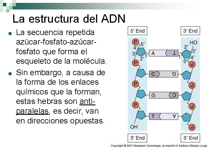 La estructura del ADN ■ ■ La secuencia repetida azúcar-fosfato-azúcarfosfato que forma el esqueleto