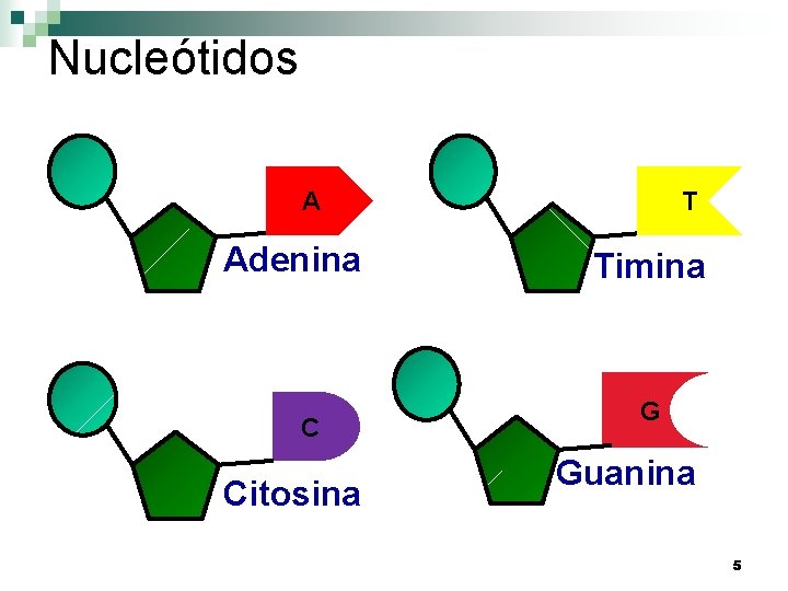 Nucleótidos A Adenina C Citosina T Timina G Guanina 5 