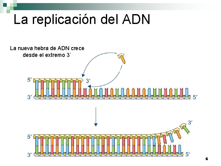 La replicación del ADN La nueva hebra de ADN crece desde el extremo 3`