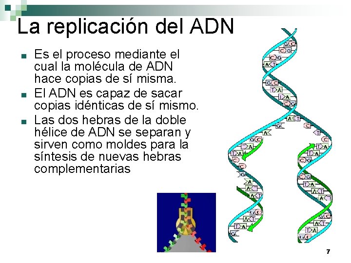 La replicación del ADN ■ ■ ■ Es el proceso mediante el cual la