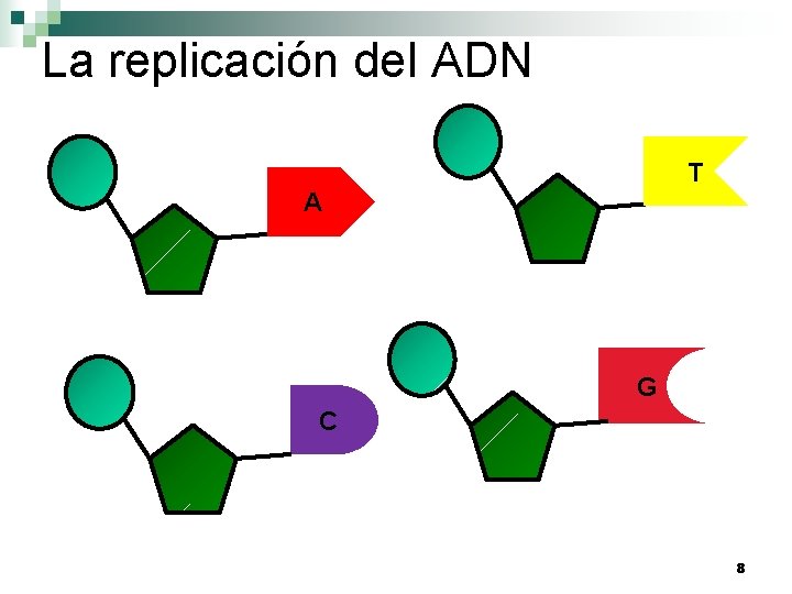 La replicación del ADN T A G C 8 