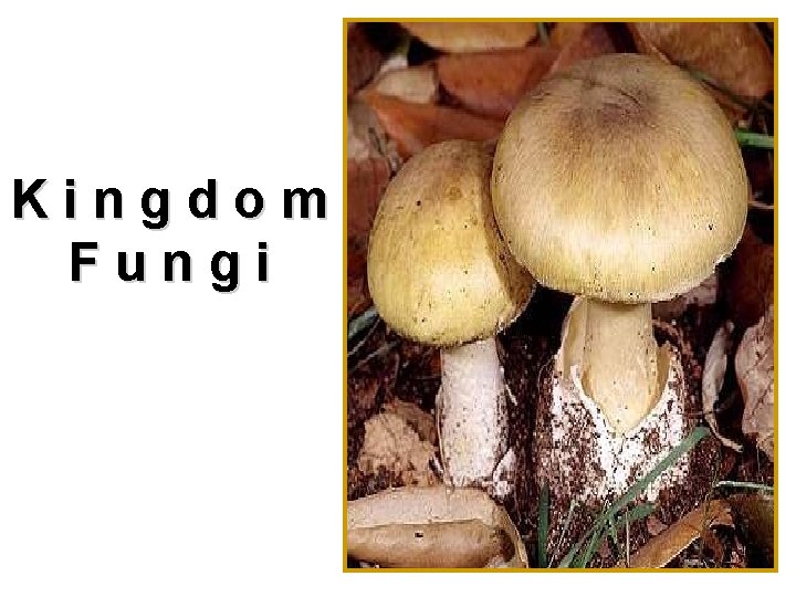 Kingdom Fungi 