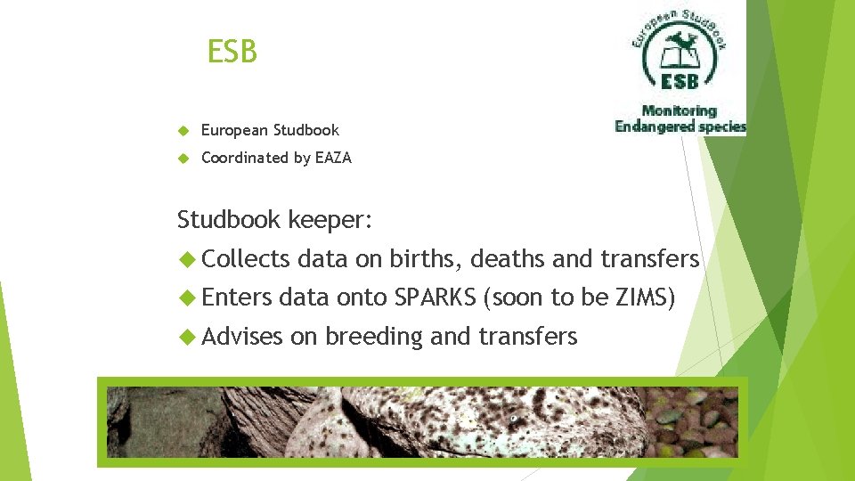 ESB European Studbook Coordinated by EAZA Studbook keeper: Collects Enters data on births, deaths