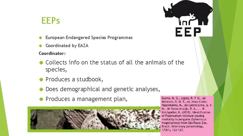 EEPs European Endangered Species Programmes Coordinated by EAZA Coordinator: Collects info on the status