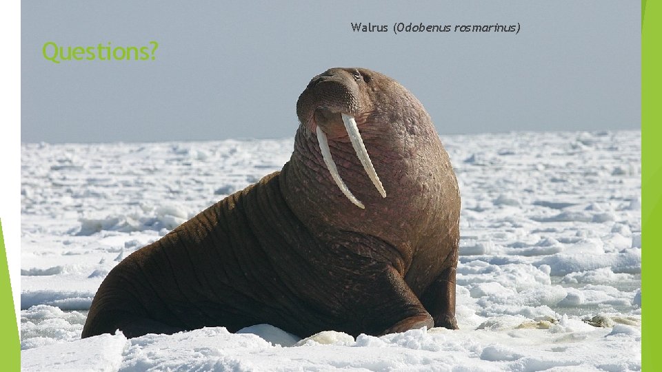 Walrus (Odobenus rosmarinus) Questions? 