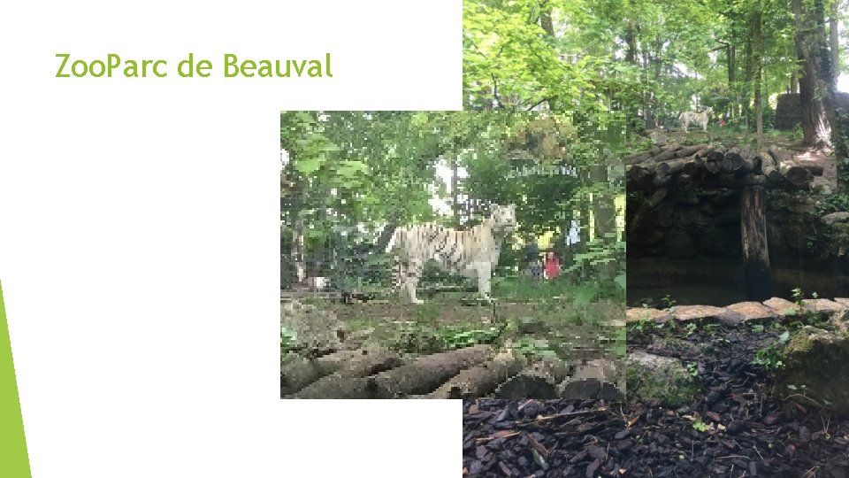Zoo. Parc de Beauval 
