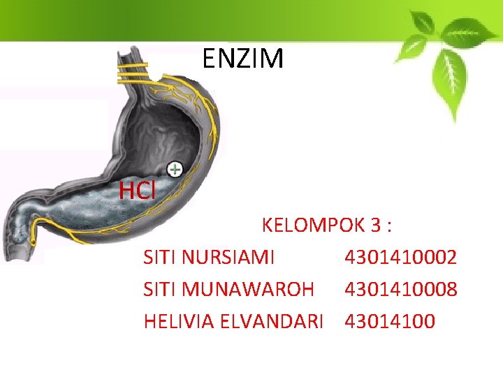 ENZIM HCl KELOMPOK 3 : SITI NURSIAMI 4301410002 SITI MUNAWAROH 4301410008 HELIVIA ELVANDARI 43014100