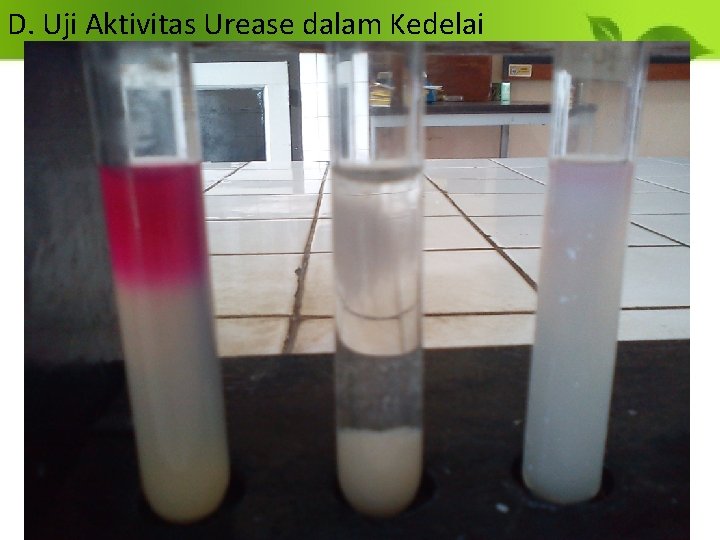 D. Uji Aktivitas Urease dalam Kedelai 