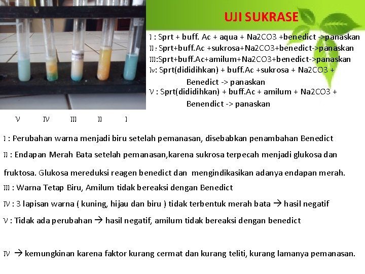 UJI SUKRASE I : Sprt + buff. Ac + aqua + Na 2 CO