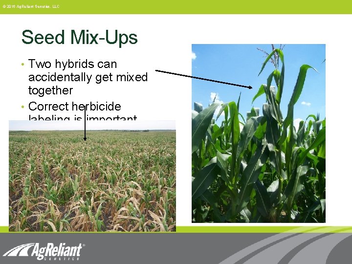 © 2016 Ag. Reliant Genetics, LLC Seed Mix-Ups • Two hybrids can accidentally get