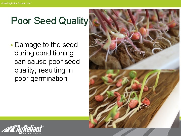© 2016 Ag. Reliant Genetics, LLC Poor Seed Quality • Damage to the seed