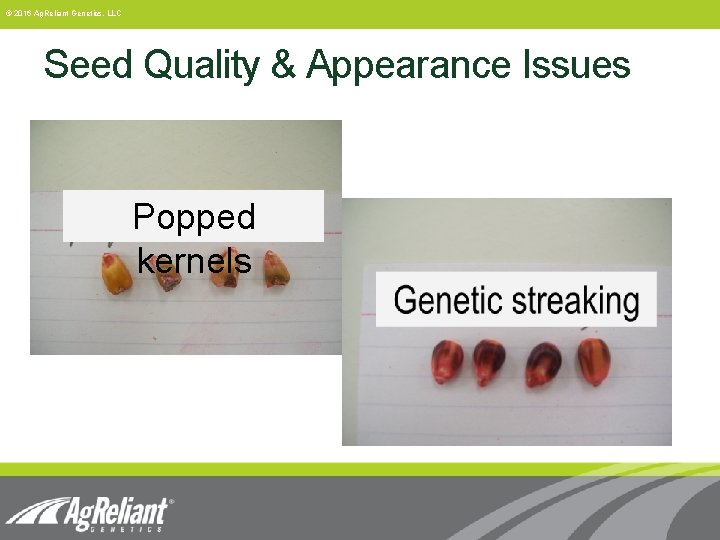 © 2016 Ag. Reliant Genetics, LLC Seed Quality & Appearance Issues Popped kernels 