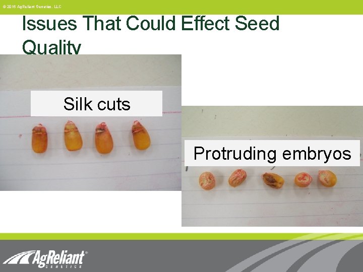 © 2016 Ag. Reliant Genetics, LLC Issues That Could Effect Seed Quality Silk cuts