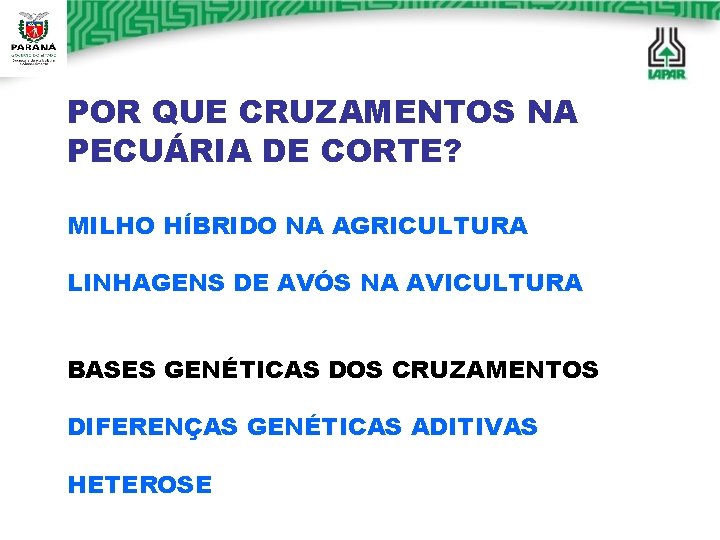 POR QUE CRUZAMENTOS NA PECUÁRIA DE CORTE? MILHO HÍBRIDO NA AGRICULTURA LINHAGENS DE AVÓS