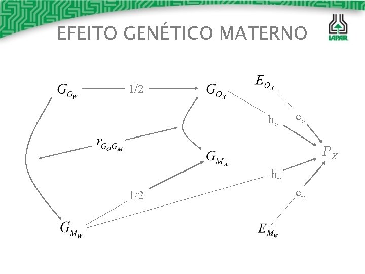 EFEITO GENÉTICO MATERNO 1/2 ho eo PX hm 1/2 em 