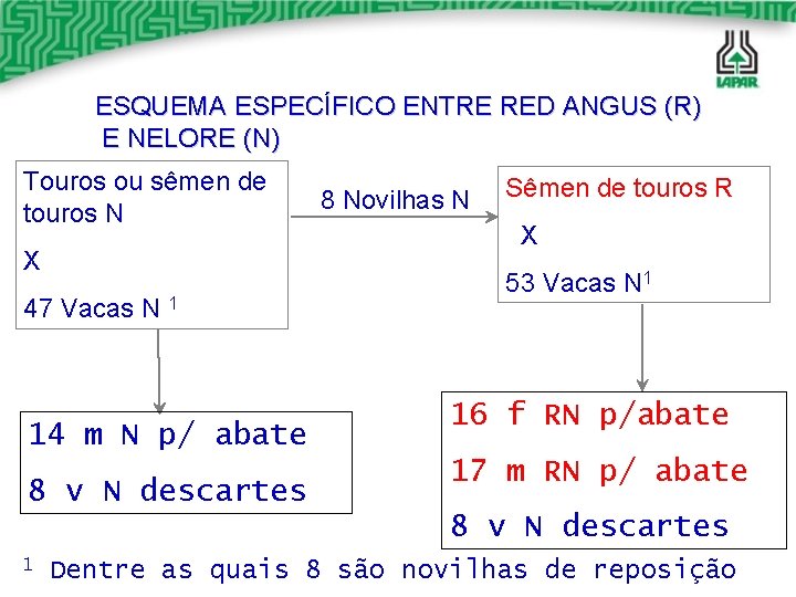 ESQUEMA ESPECÍFICO ENTRE RED ANGUS (R) E NELORE (N) Touros ou sêmen de touros ESQUEMA ESPECÍFICO ENTRE RED ANGUS (R) E NELORE (N) Touros ou sêmen de touros