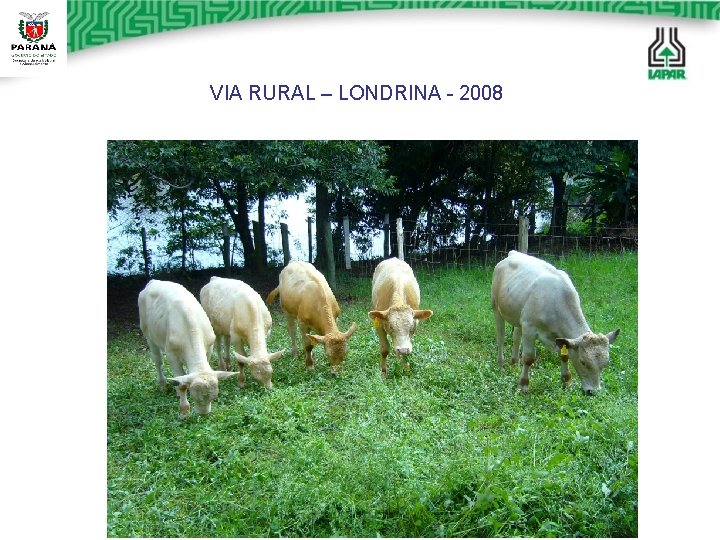 VIA RURAL – LONDRINA - 2008 