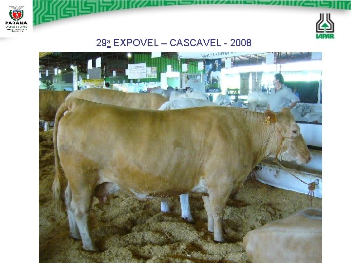 29 a EXPOVEL – CASCAVEL - 2008 