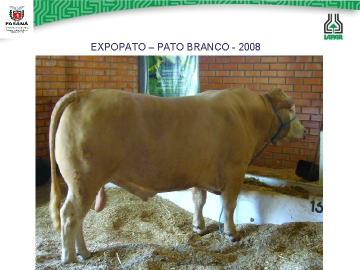 EXPOPATO – PATO BRANCO - 2008 