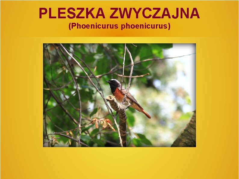 PLESZKA ZWYCZAJNA (Phoenicurus phoenicurus) 