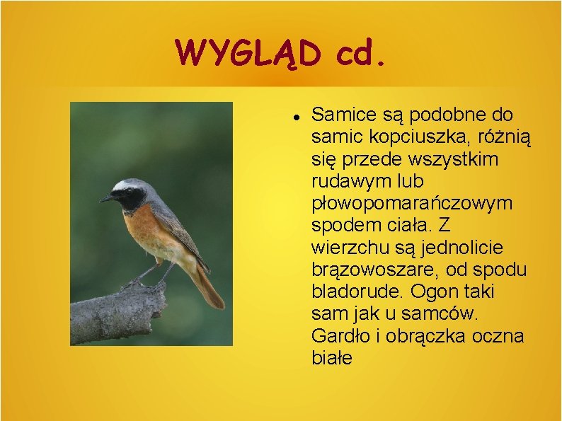 WYGLĄD cd. Samice są podobne do samic kopciuszka, różnią się przede wszystkim rudawym lub