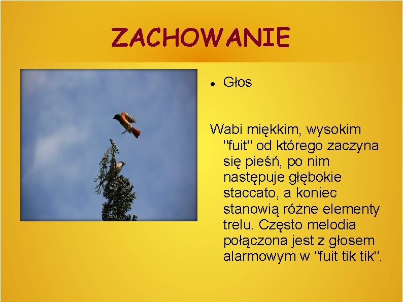 ZACHOWANIE Głos Wabi miękkim, wysokim "fuit" od którego zaczyna się pieśń, po nim następuje