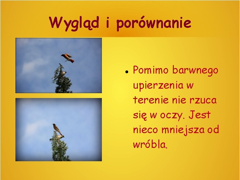 Wygląd i porównanie Pomimo barwnego upierzenia w terenie rzuca się w oczy. Jest nieco