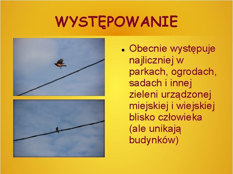 WYSTĘPOWANIE Obecnie występuje najliczniej w parkach, ogrodach, sadach i innej zieleni urządzonej miejskiej i